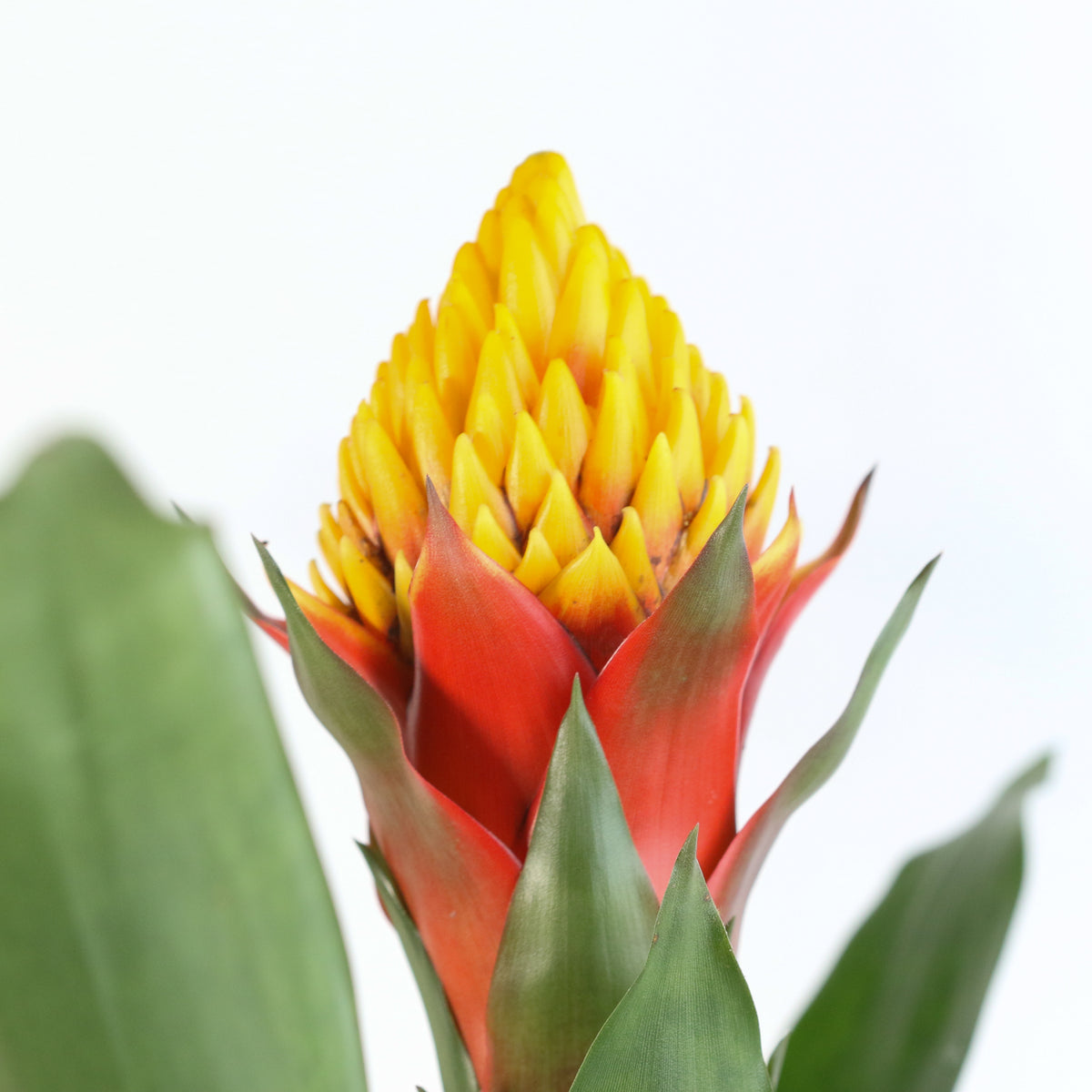 Guzmania Crown