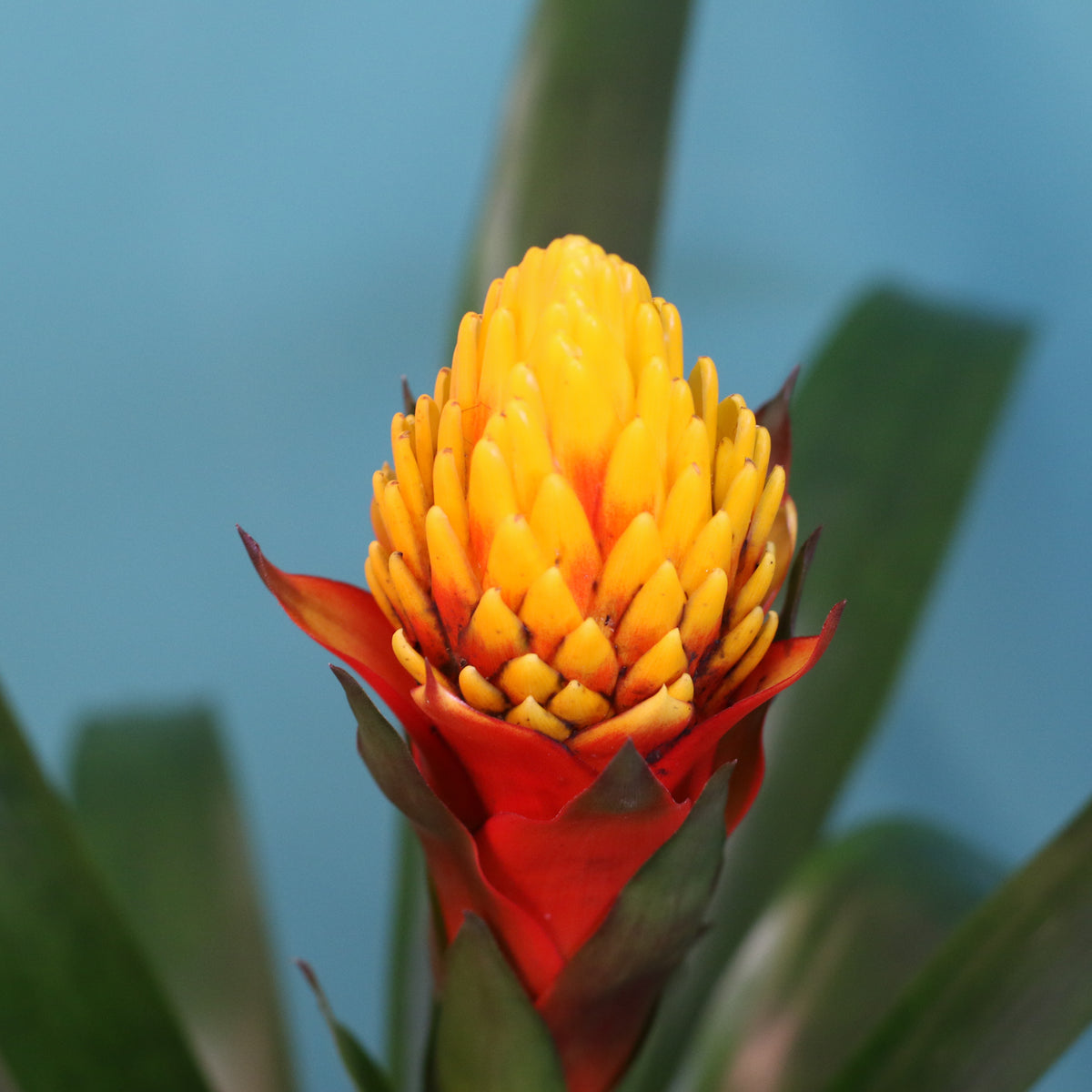 Guzmania Crown