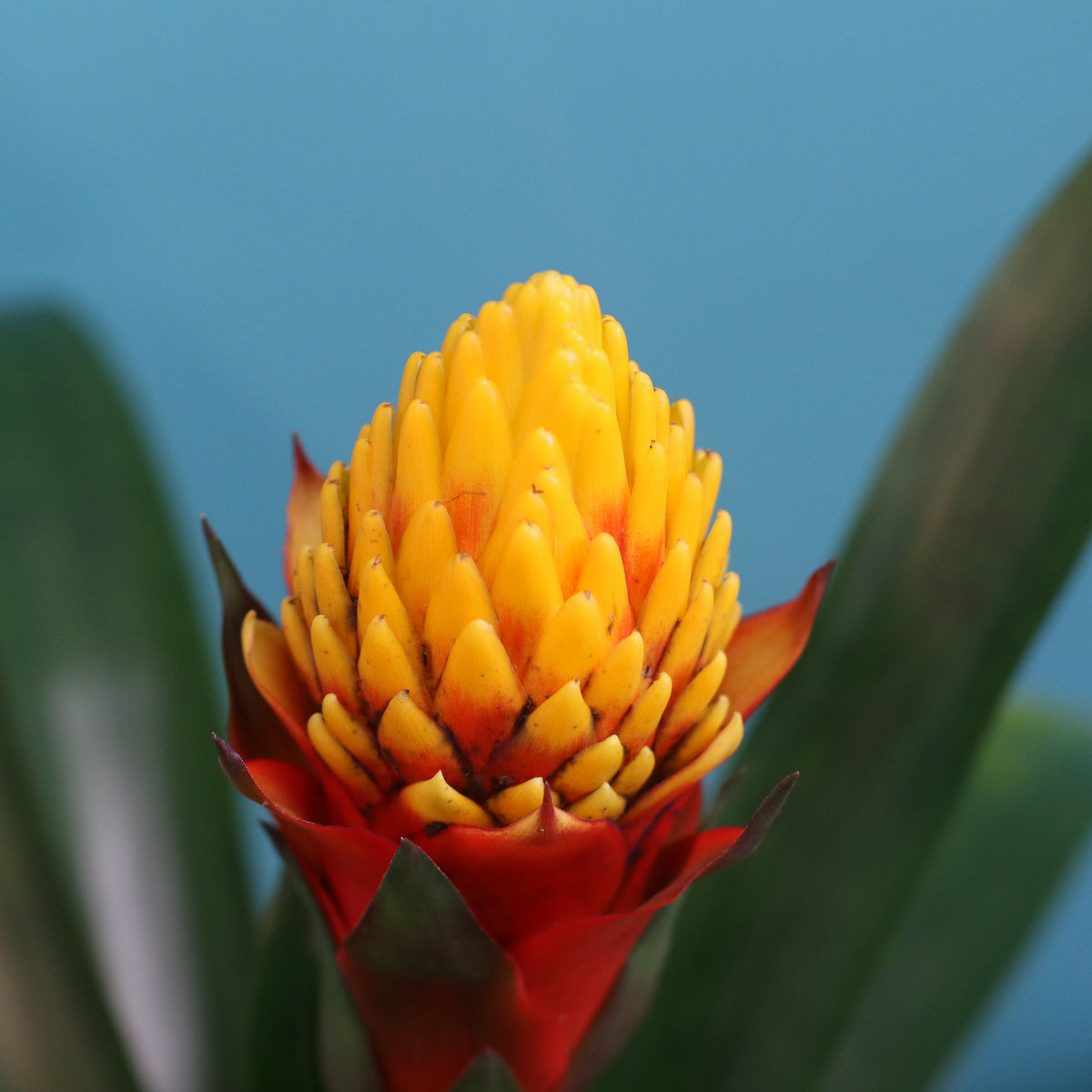 Guzmania Crown