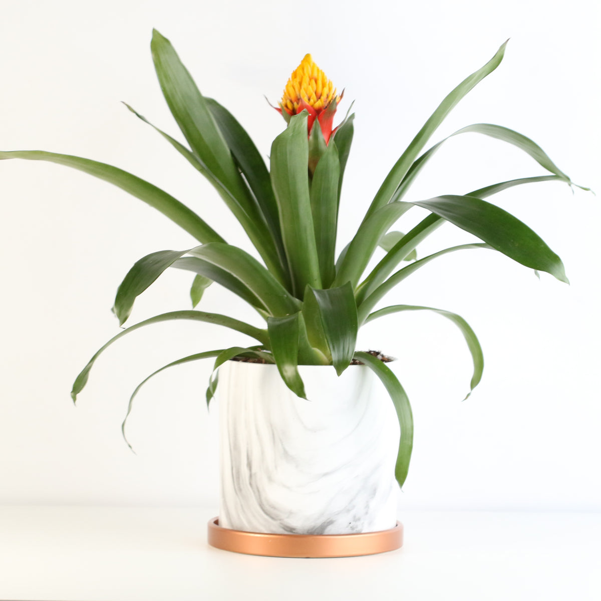 Guzmania Crown