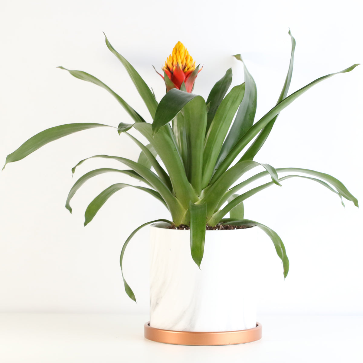 Guzmania Crown