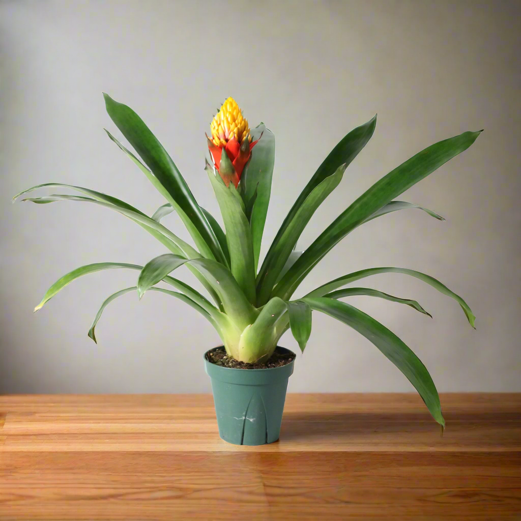 Guzmania Crown