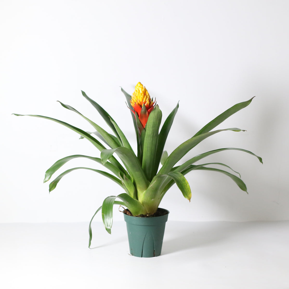 Guzmania Crown