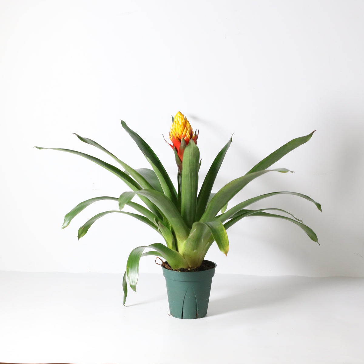 Guzmania Crown