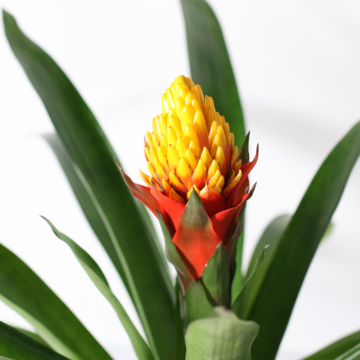Guzmania Crown