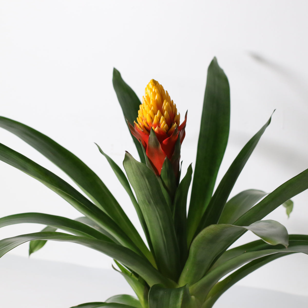 Guzmania Crown