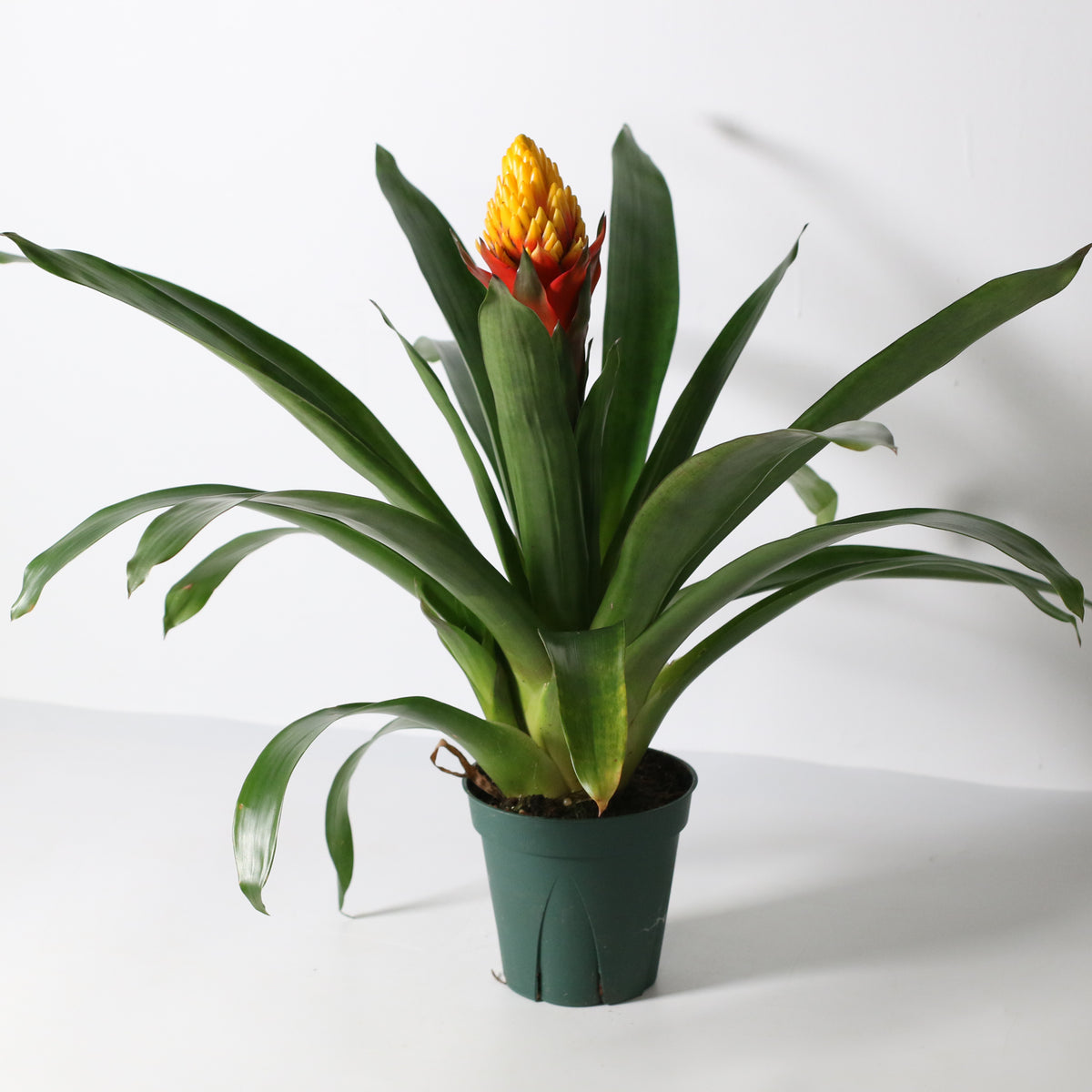 Guzmania Crown