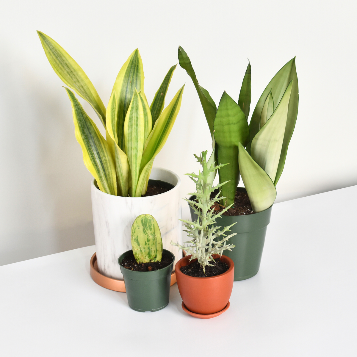 Silver Moonshine Sansevieria Snake Plant-Rare