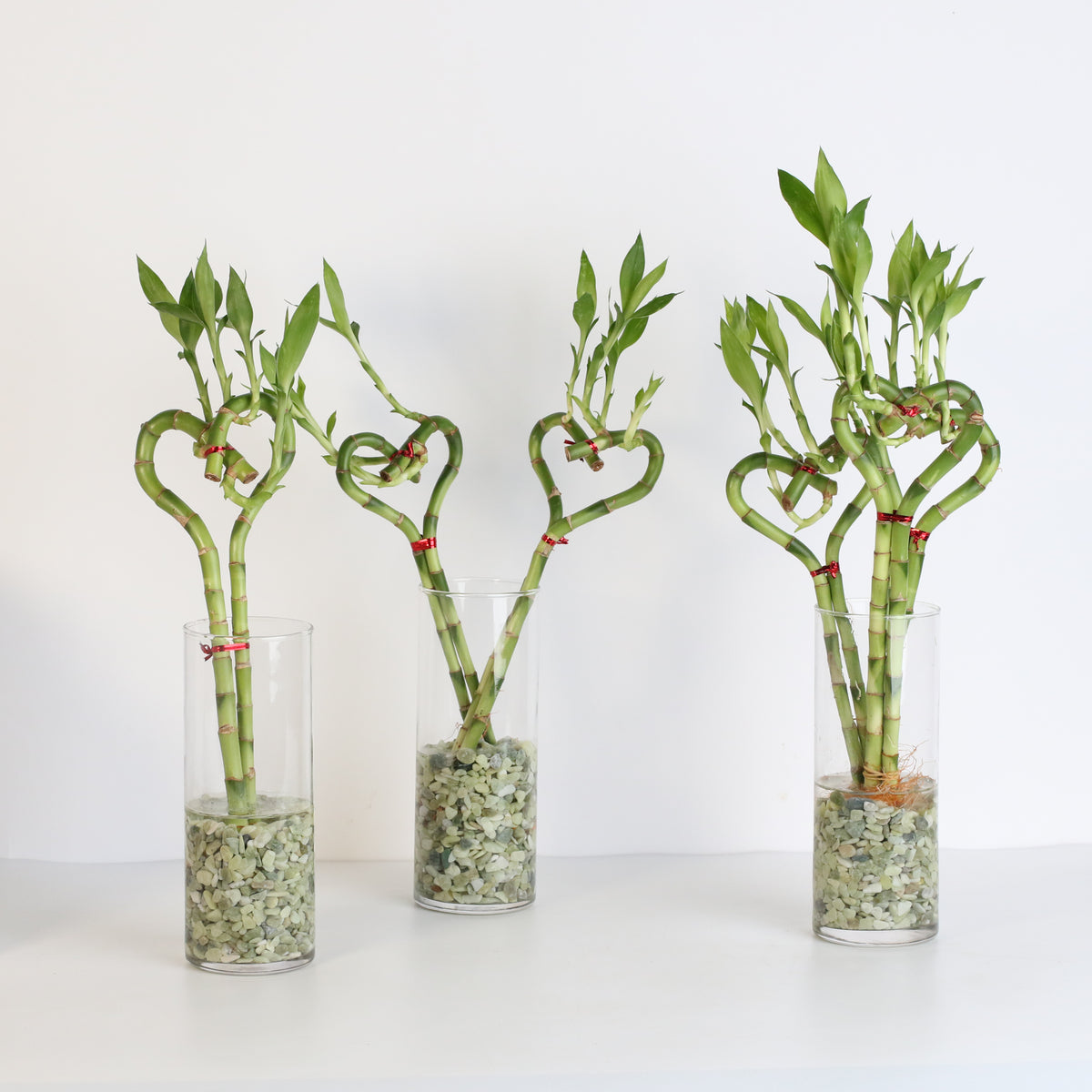 Lucky Bamboo Heart Stalks Water Plant Group