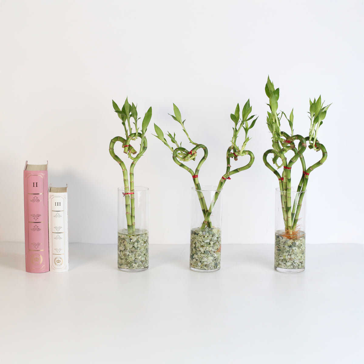 Lucky Bamboo Heart Stalks Water Plant next to books
