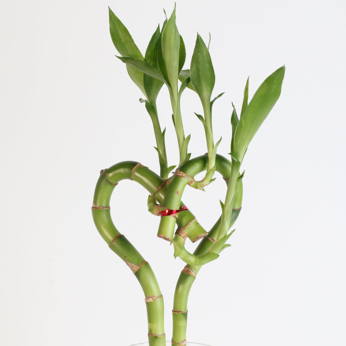 Lucky Bamboo Heart Stalks Water Plant