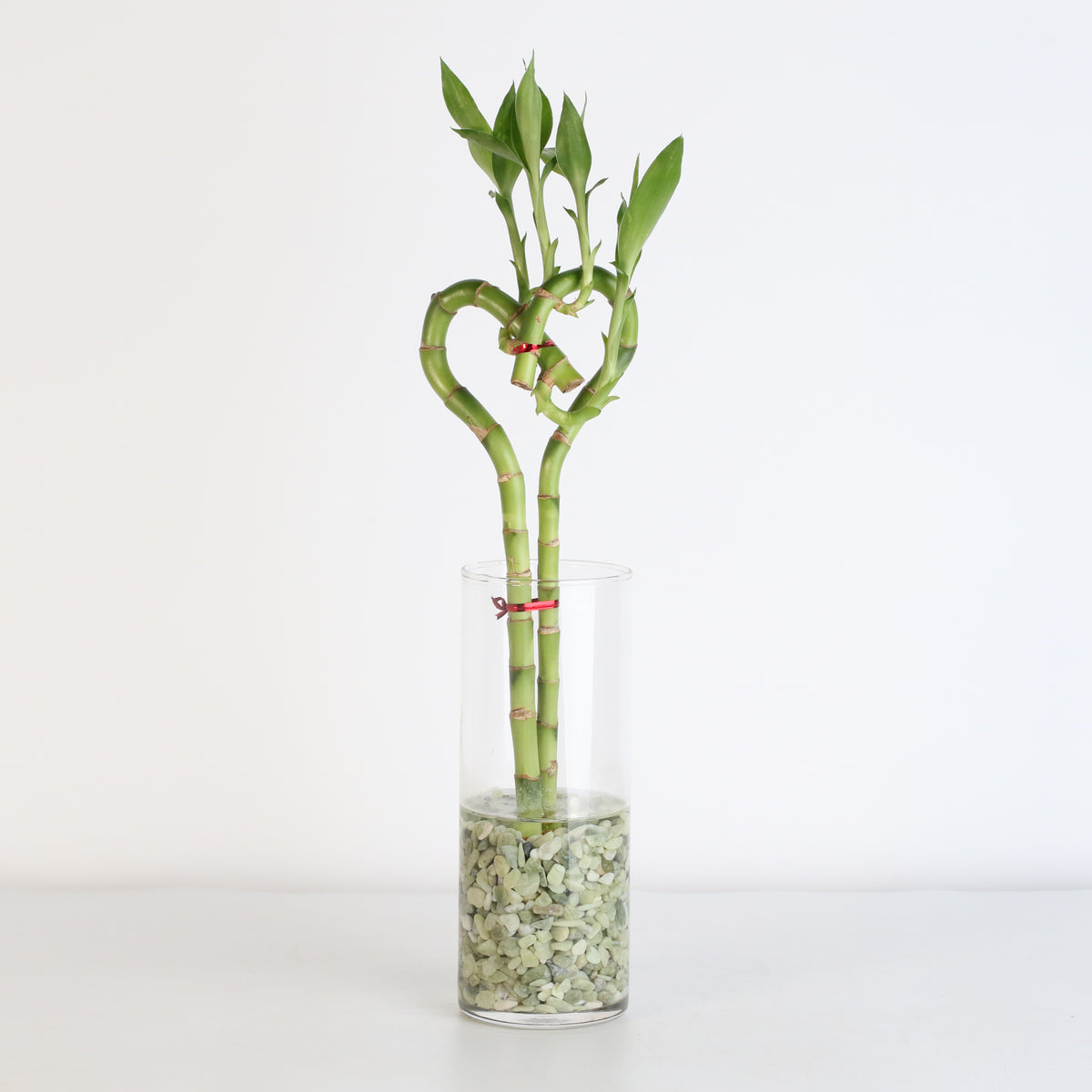 Lucky Bamboo Heart Stalks Water Plant in vase