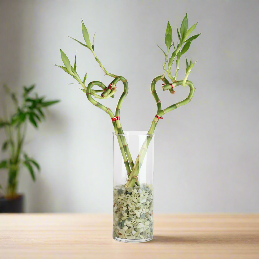 Lucky Bamboo Heart Stalks Water Plant