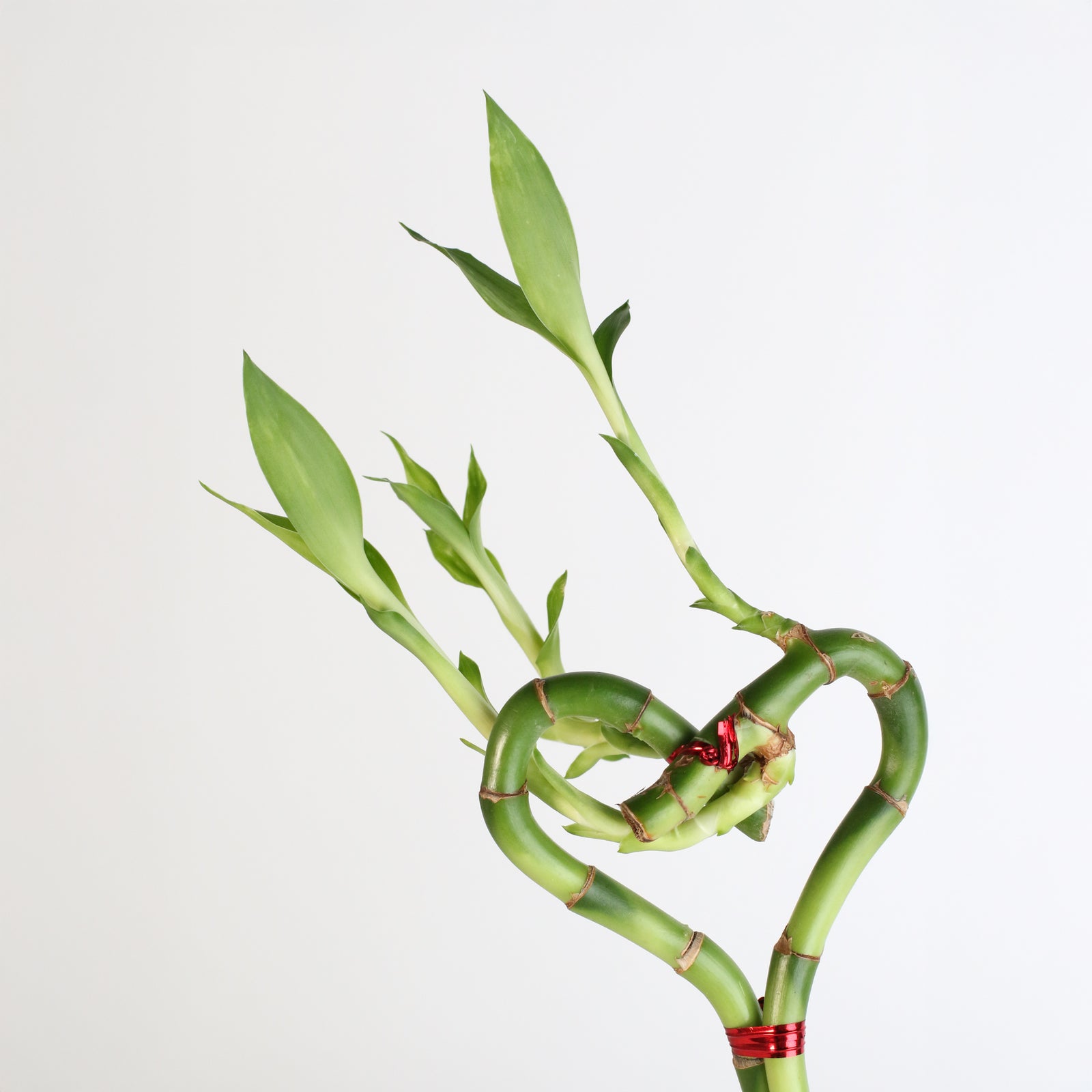 Lucky Bamboo Heart Stalks Water Plant