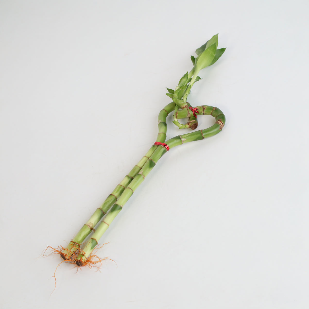 Single Lucky Bamboo Heart Stalks Water Plant