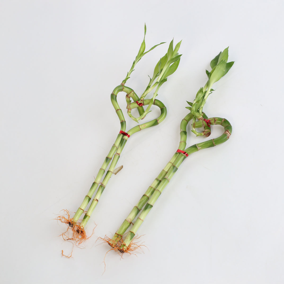 2 Lucky Bamboo Heart Stalks