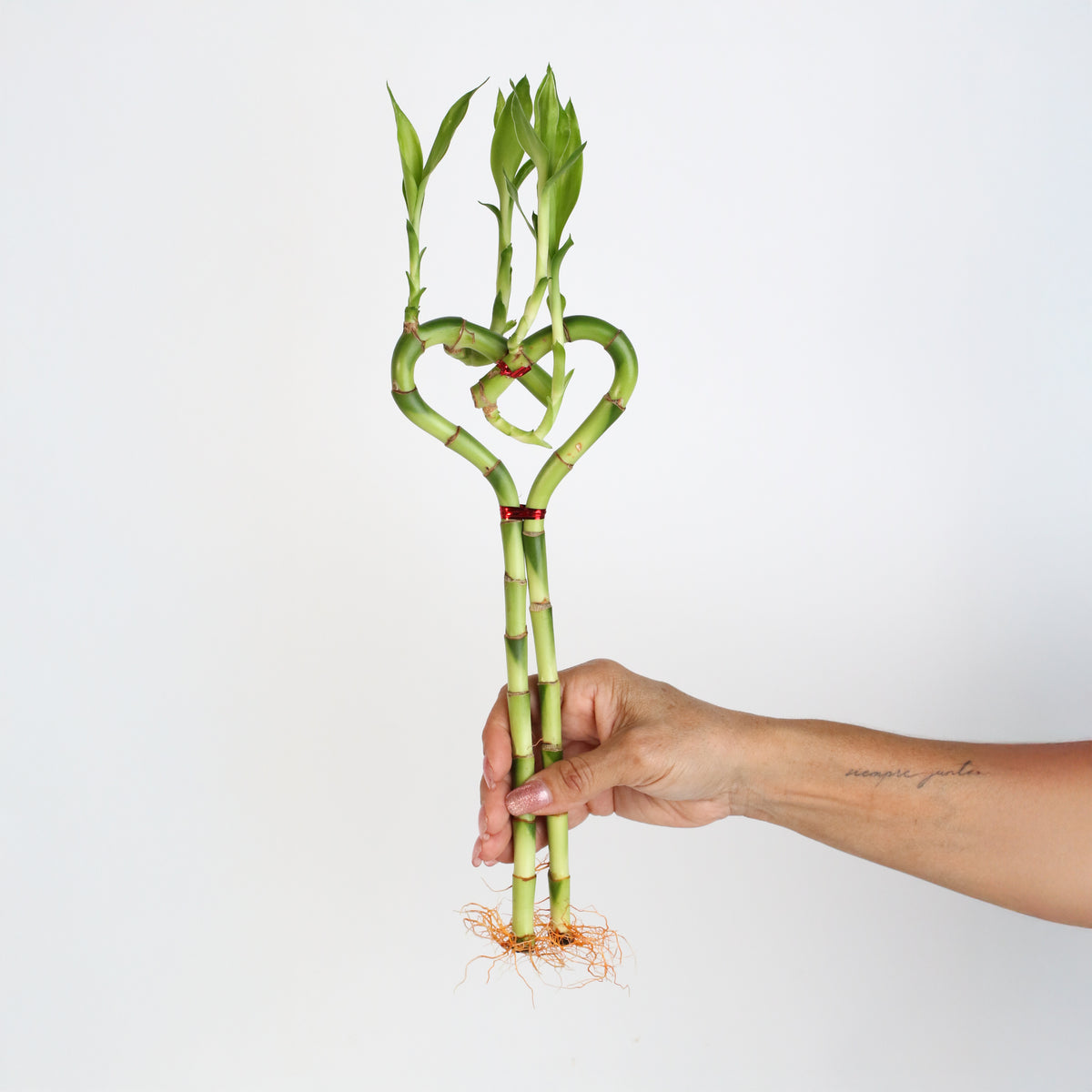 Lucky Bamboo Heart Stalks Water Plant in hand.