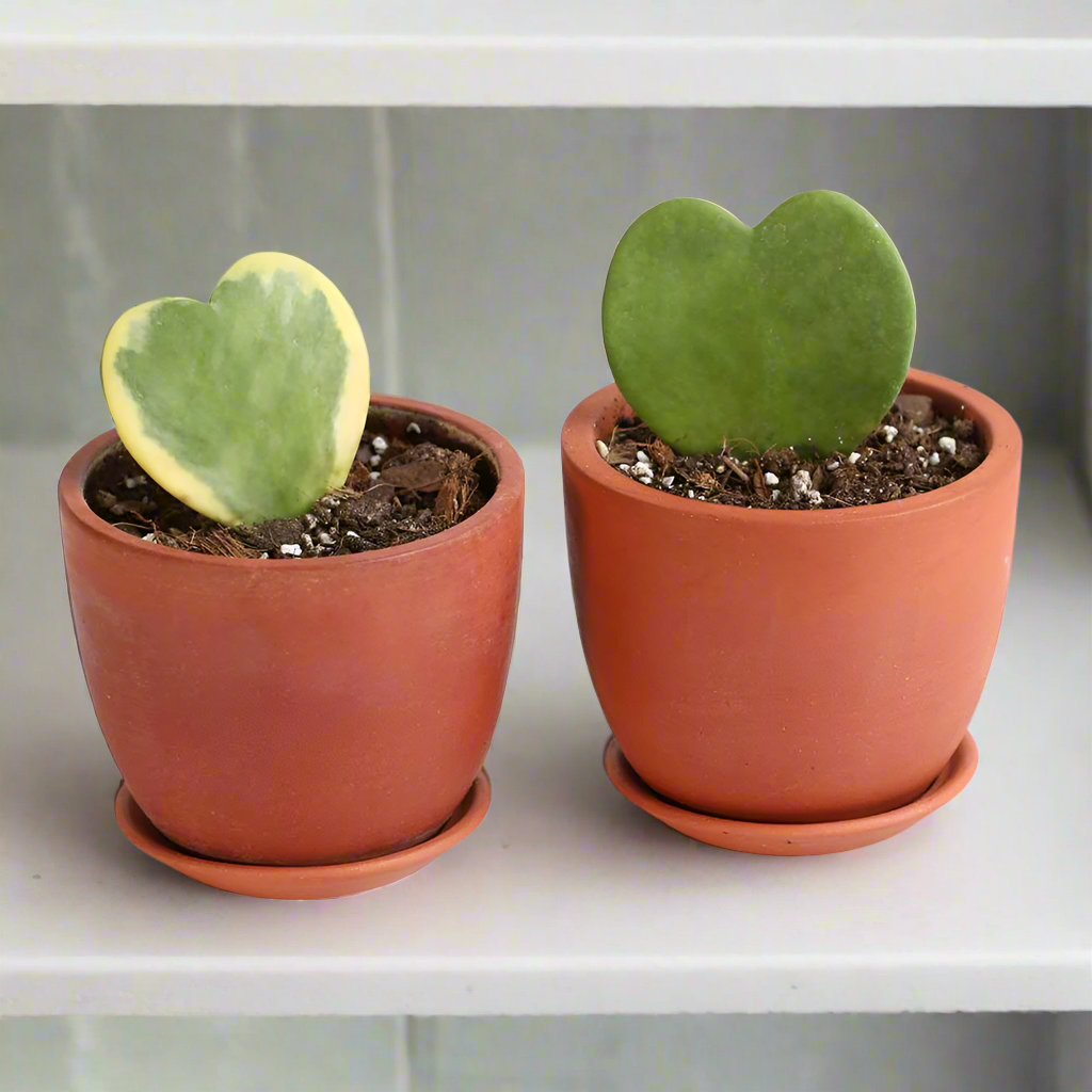 hoya kerrii heart in terracotta planters