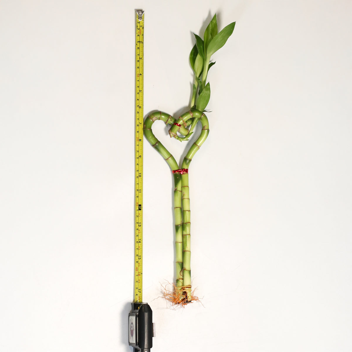 Lucky Bamboo Heart Stalks Water Plant 17 inches