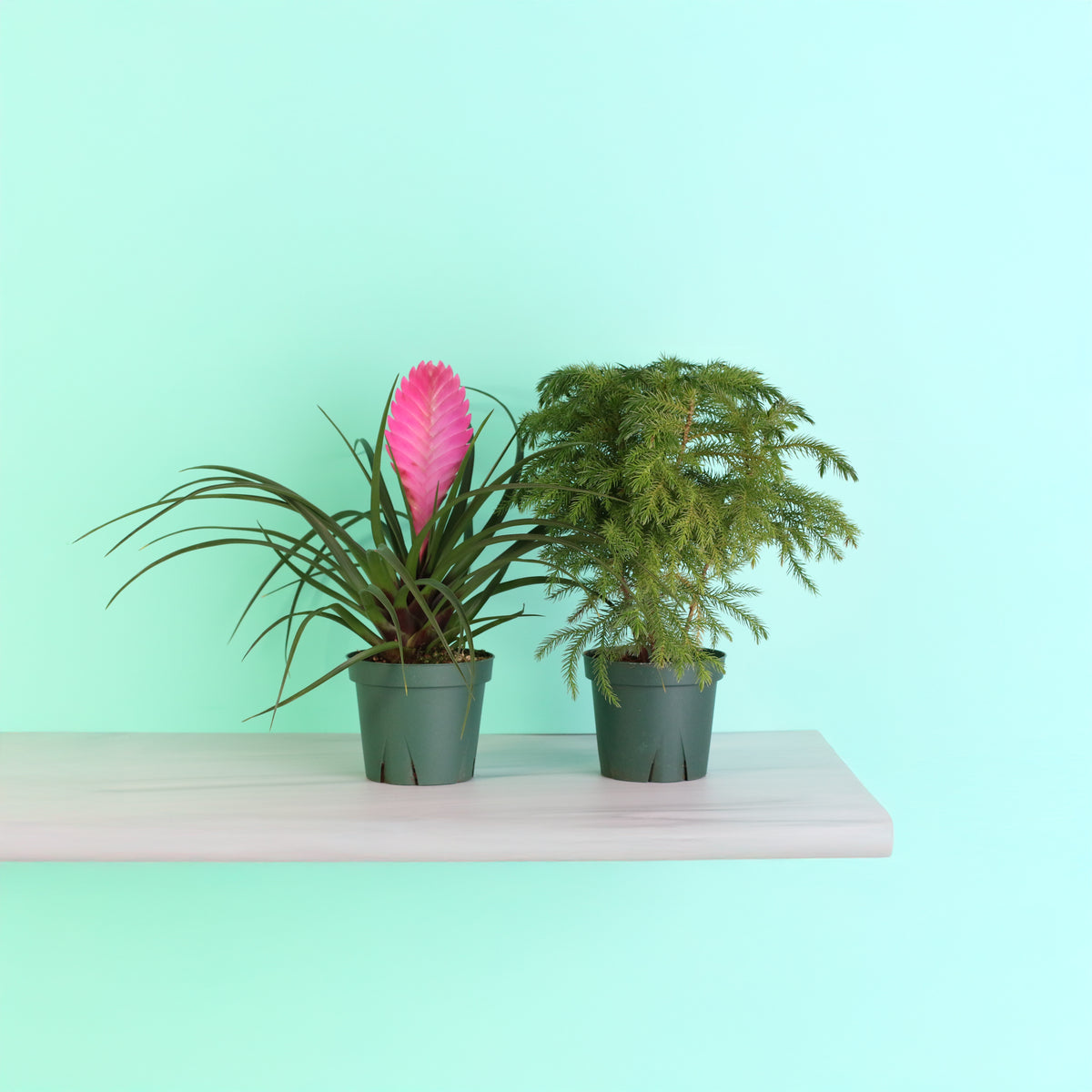 Holiday Plant Bundle - Pink Quill & Norfolk Pine