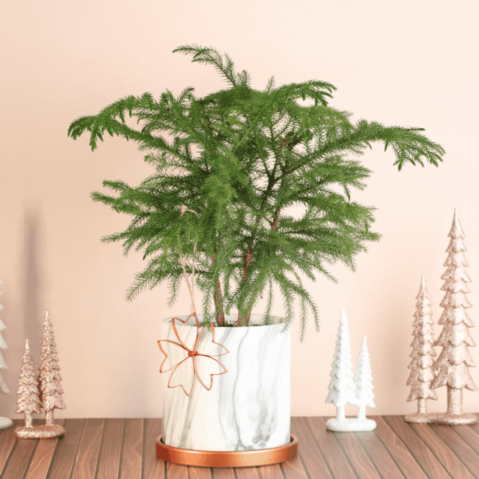 Holiday Ornament Trio