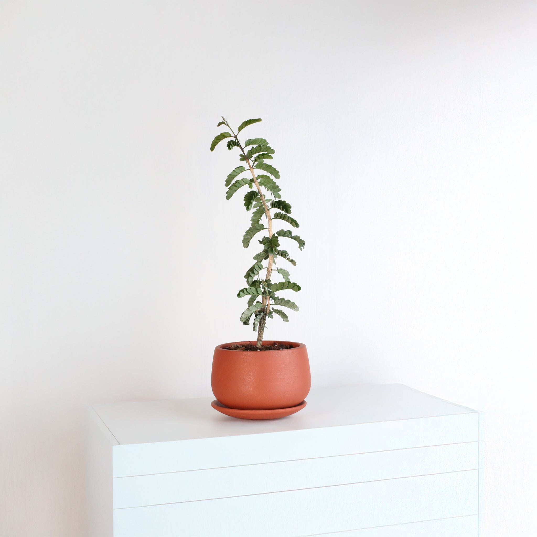 Lignum Vitae Guaiacum Sanctum Esotico Tornio Di Legno Duro Bonsai Seme Raro 50 Semi - Foto 8