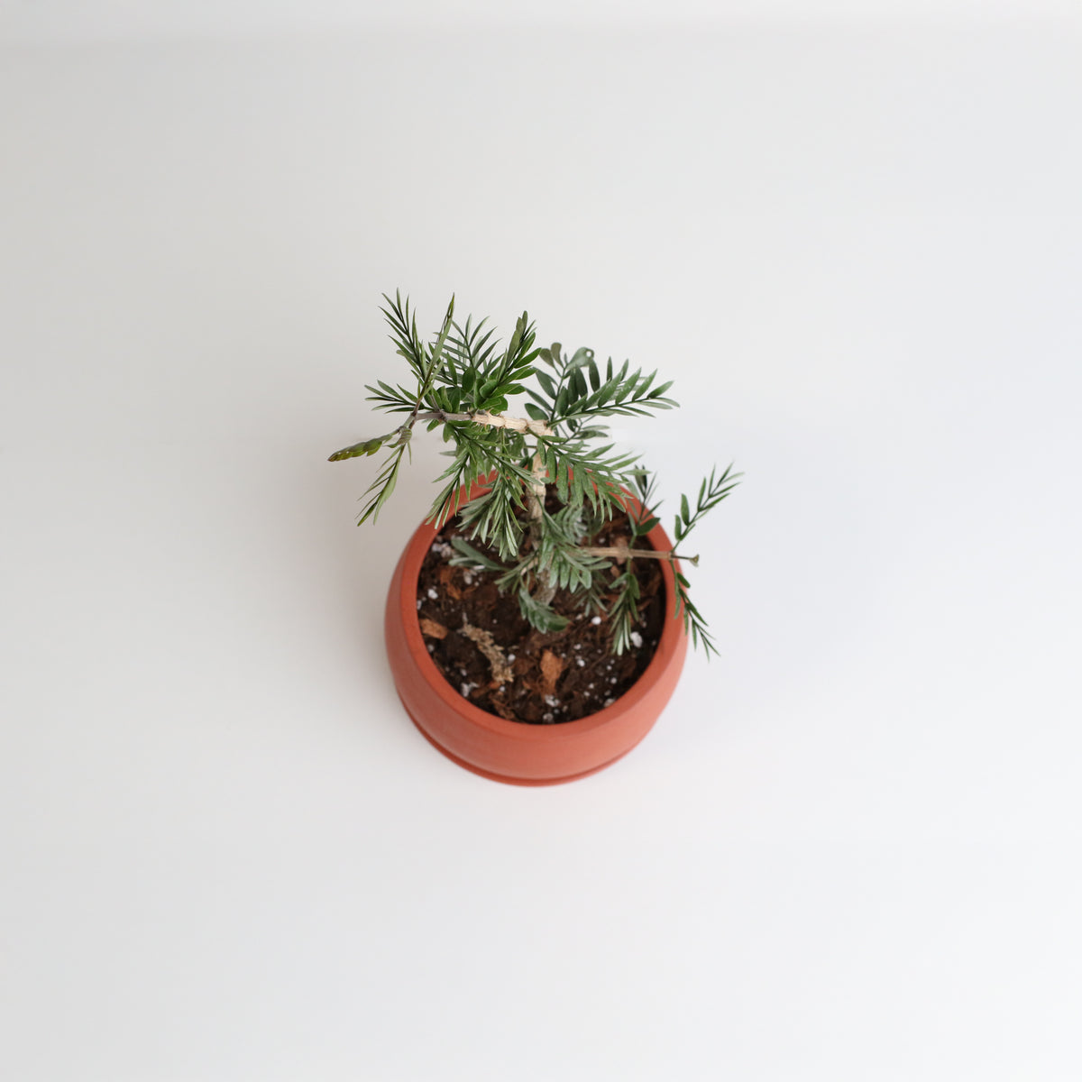 Hollywood Bonsai – Guaiacum Sanctum (Lignum Vitae)