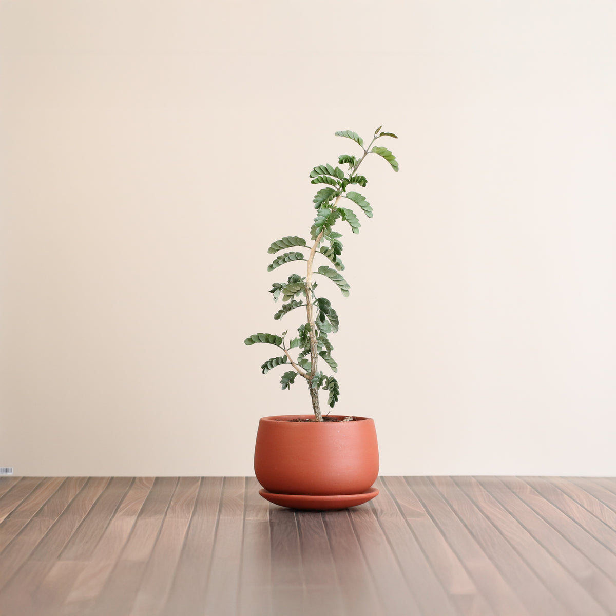 Hollywood Bonsai – Guaiacum Sanctum (Lignum Vitae)