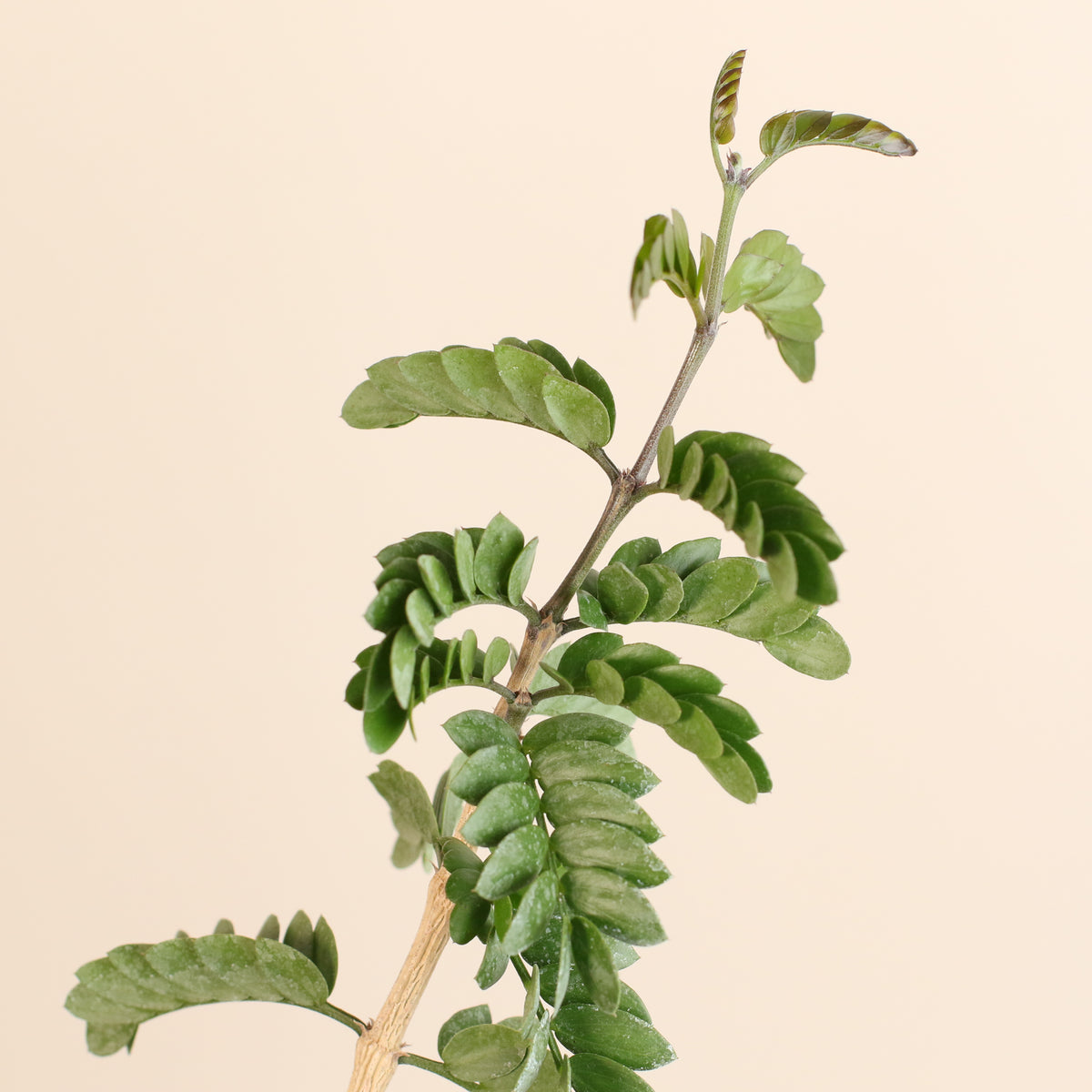 Hollywood Bonsai – Guaiacum Sanctum (Lignum Vitae)