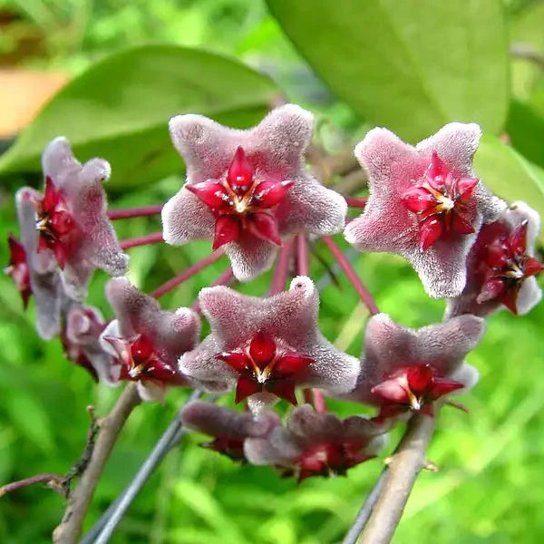 Hoya Black Margin - Verdant Lyfe