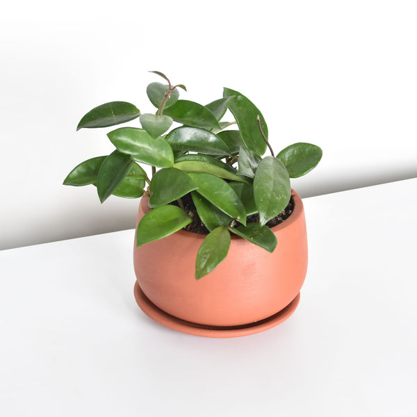 jade wax plant Hoya Carnosa Green Jade