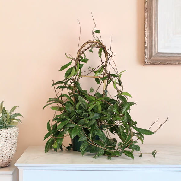 Hoya-Pubicalyx-Hoop_600x.jpg?v