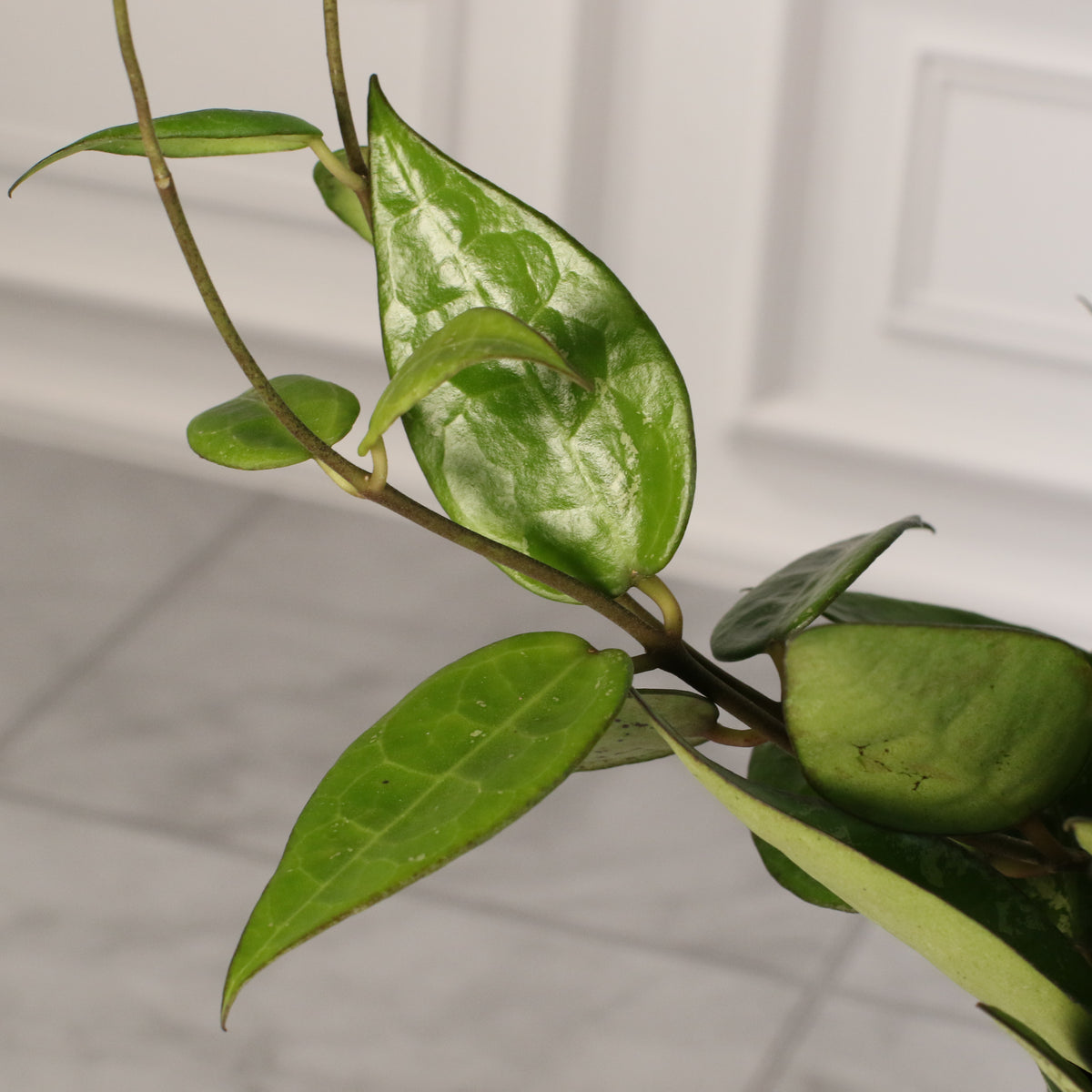 Hoya Black Margin leaf