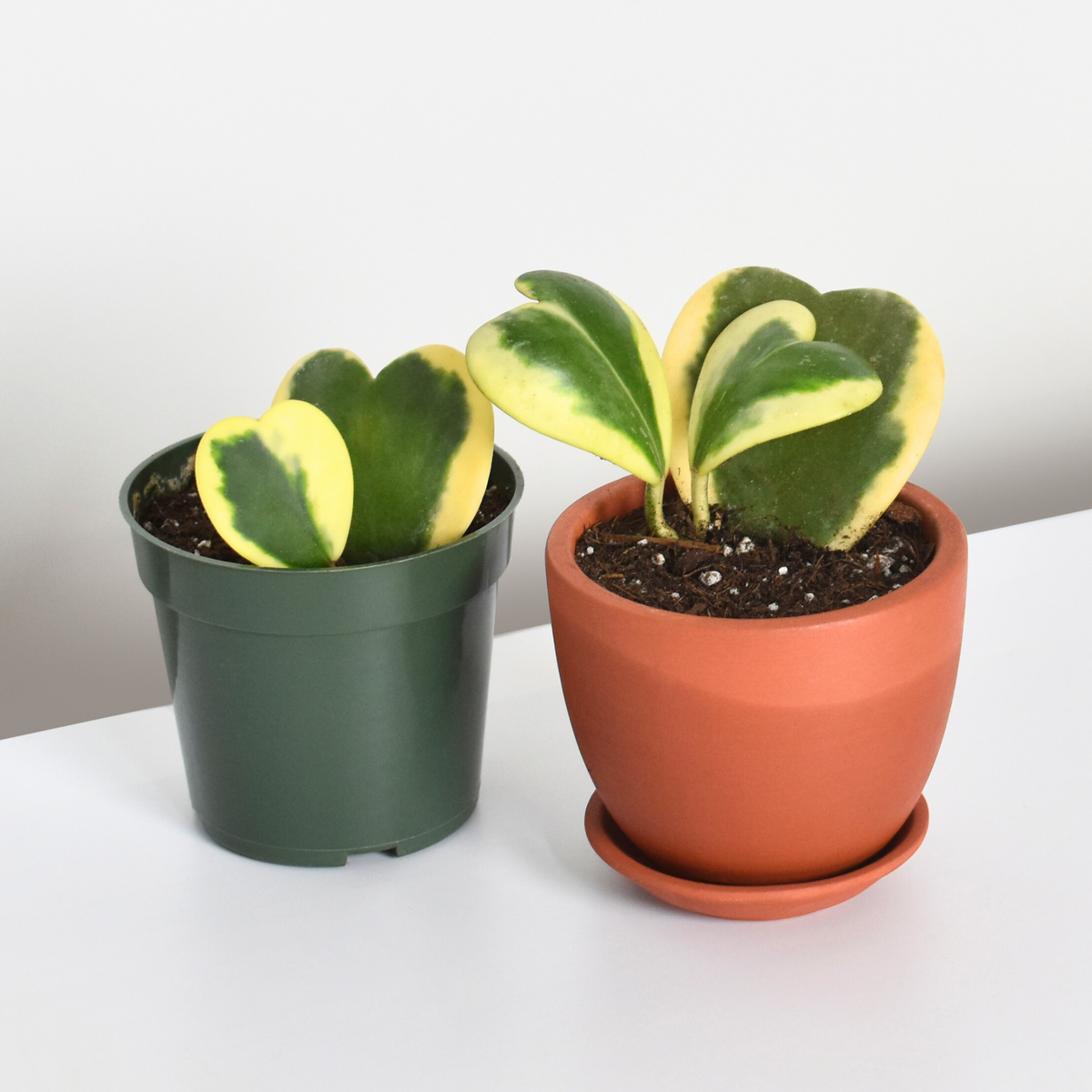 Hoya Kerrii 'Hearts' Variegated Vine