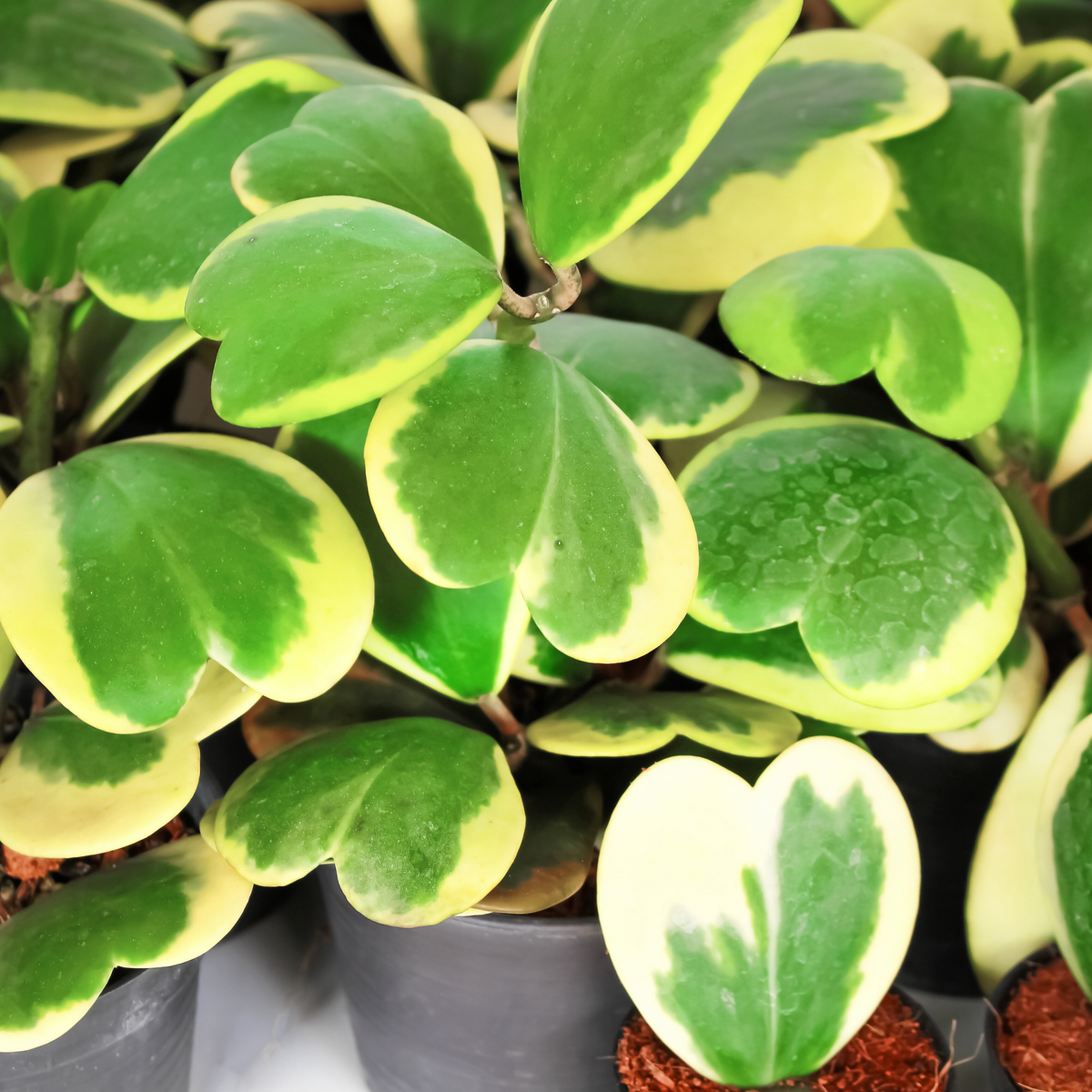 Hoya Kerrii 'Hearts' Variegated Vine