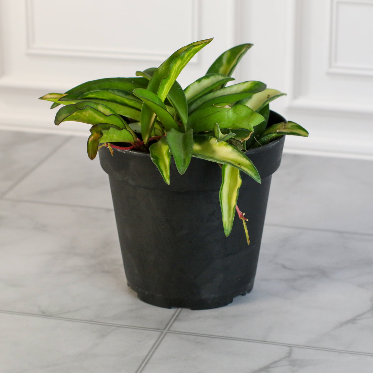 Hoya Wayetii Tricolor