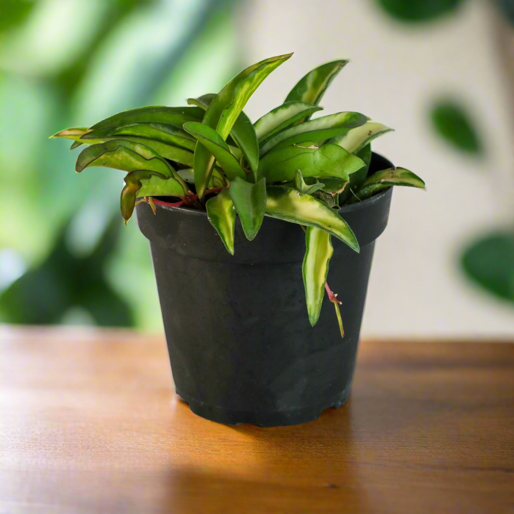 Hoya Wayetii Tricolor