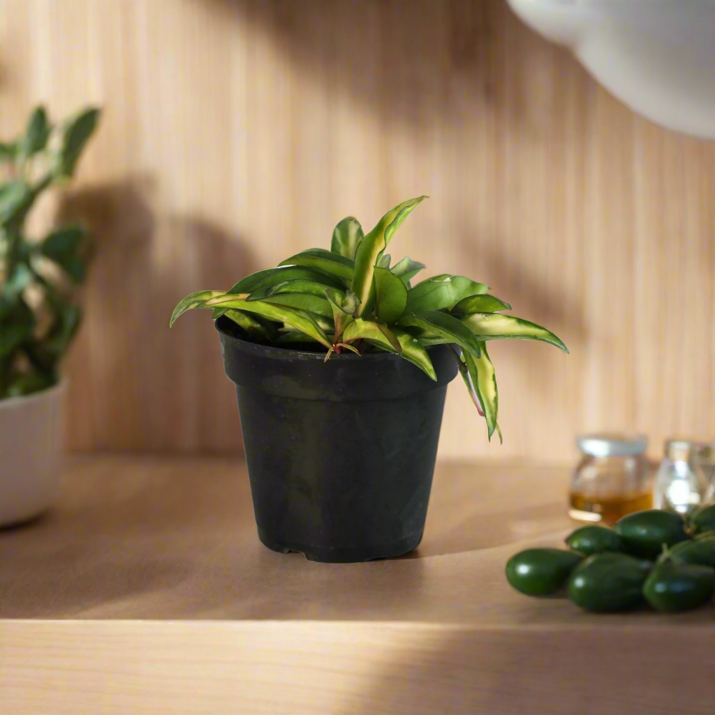 Hoya Wayetii Tricolor