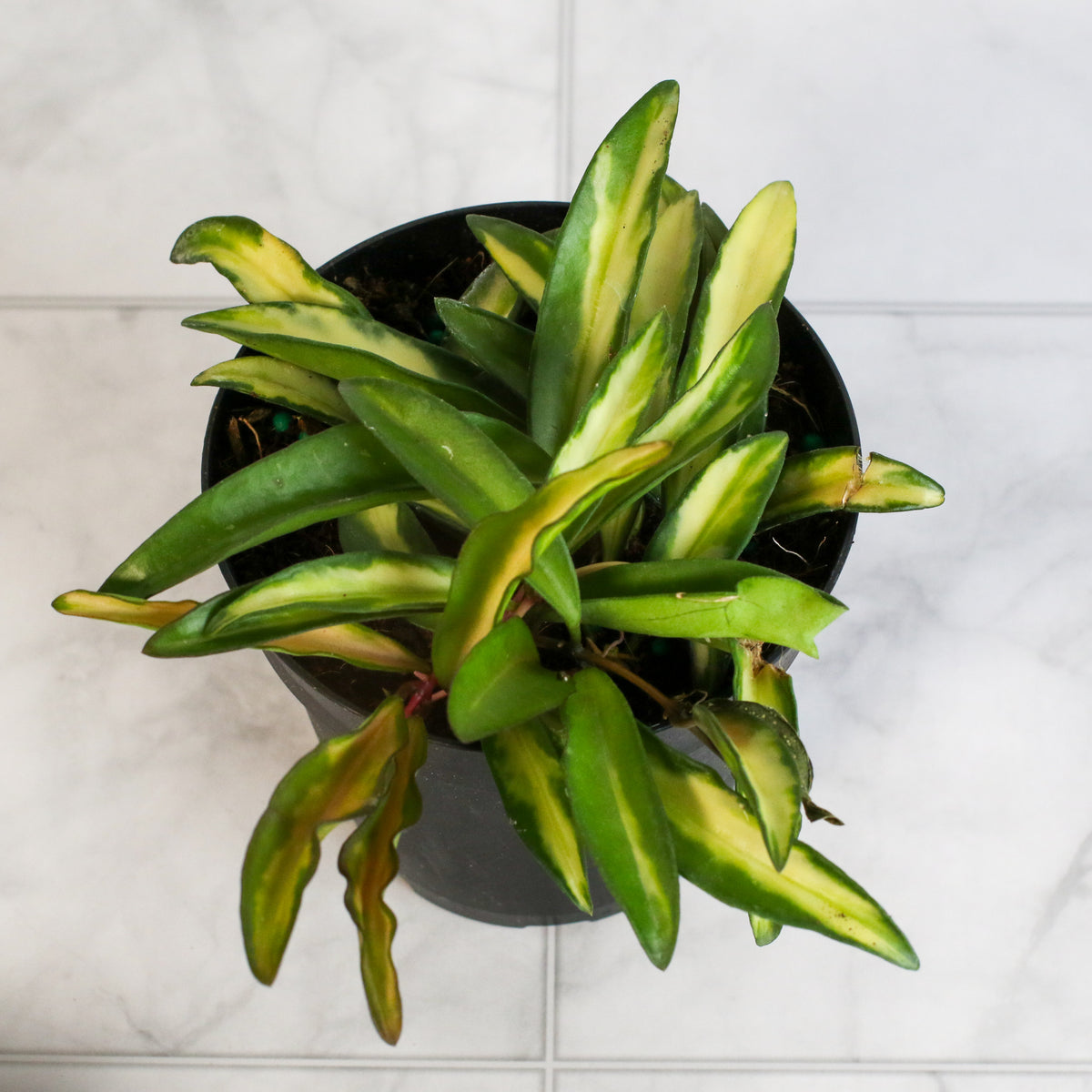 Hoya Wayetii Tricolor