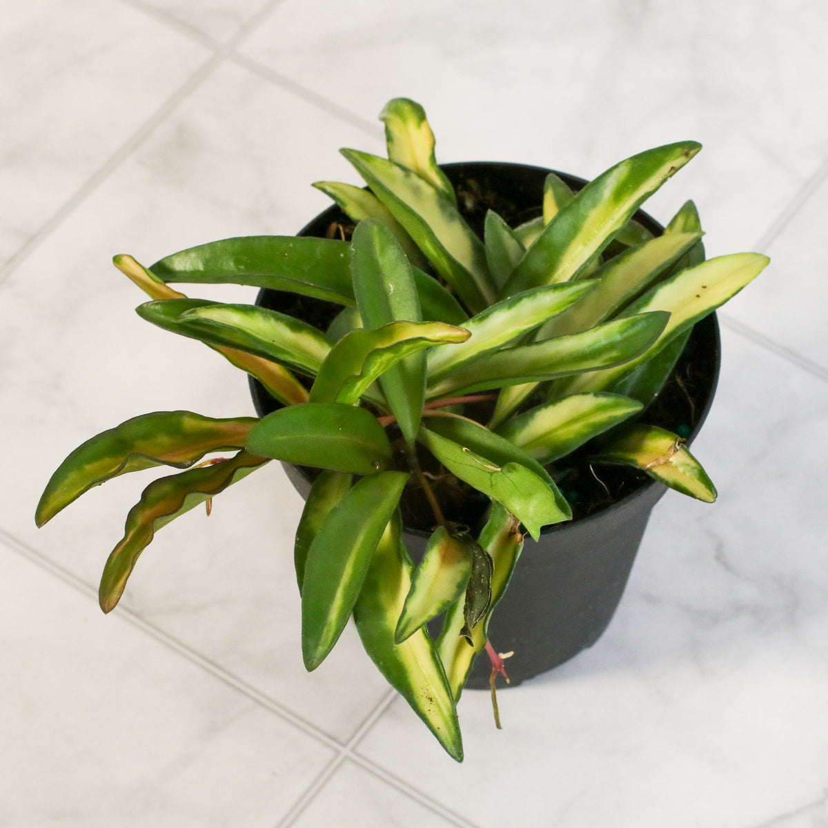 Hoya Wayetii Tricolor