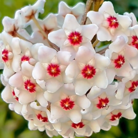 Hoya Carnosa Amore