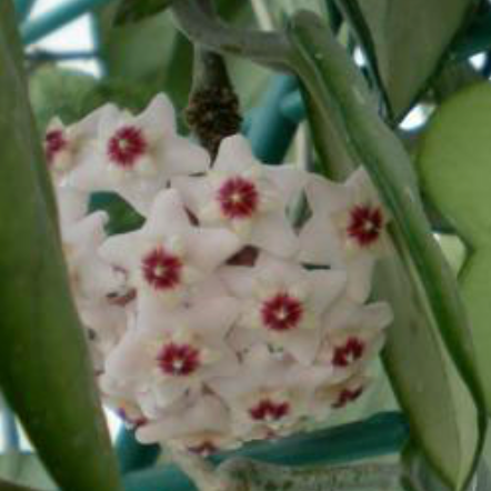 Hoya Kerrii Heart Flower