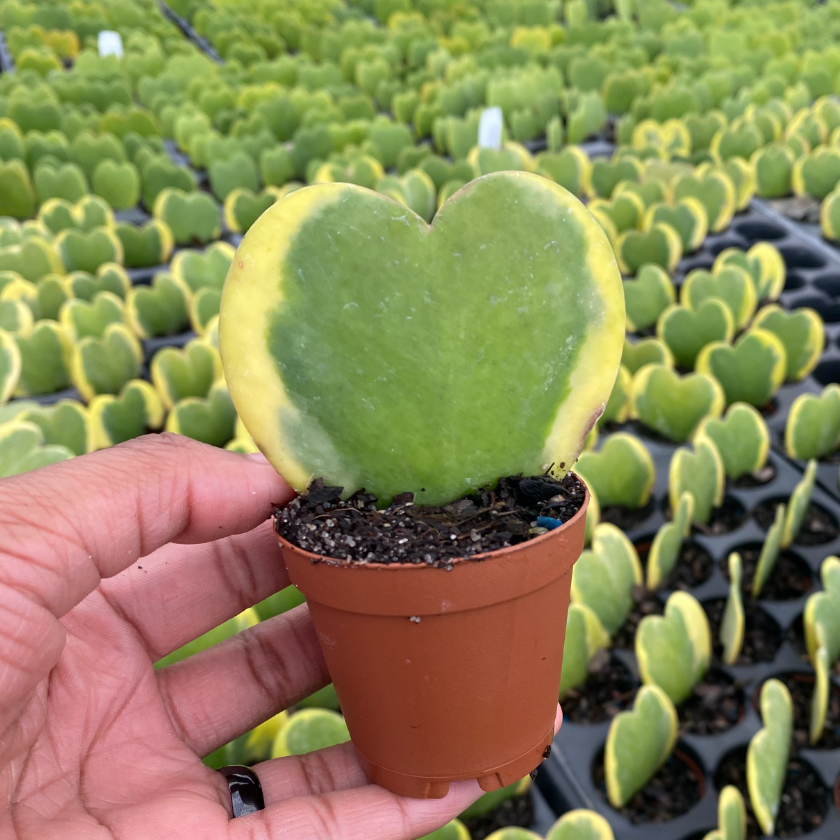 Hoya Heart Variegated