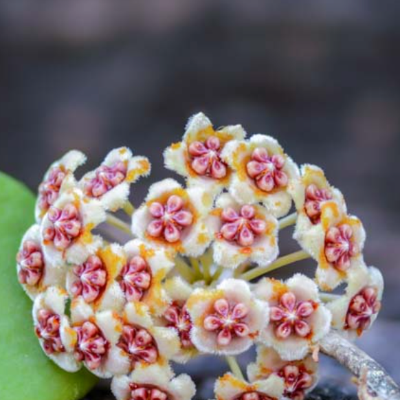 Hoya Kerrii 'Hearts' Sweetheart Valentine Plant