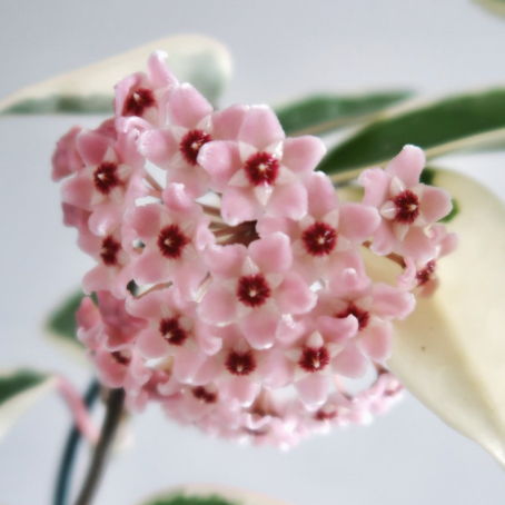 Hoya Krimson Queen Pink Plant