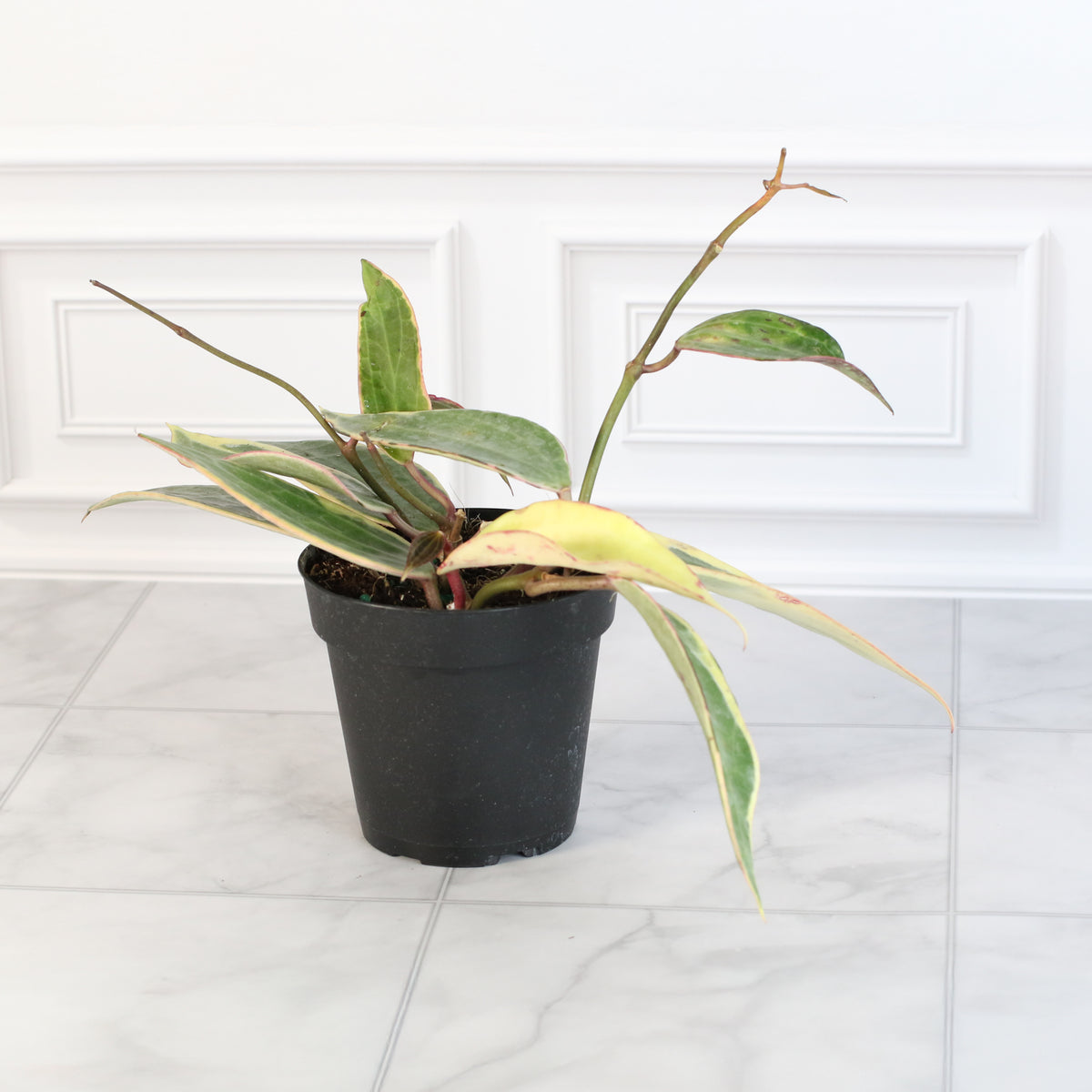 Hoya Macrophylla Variegated