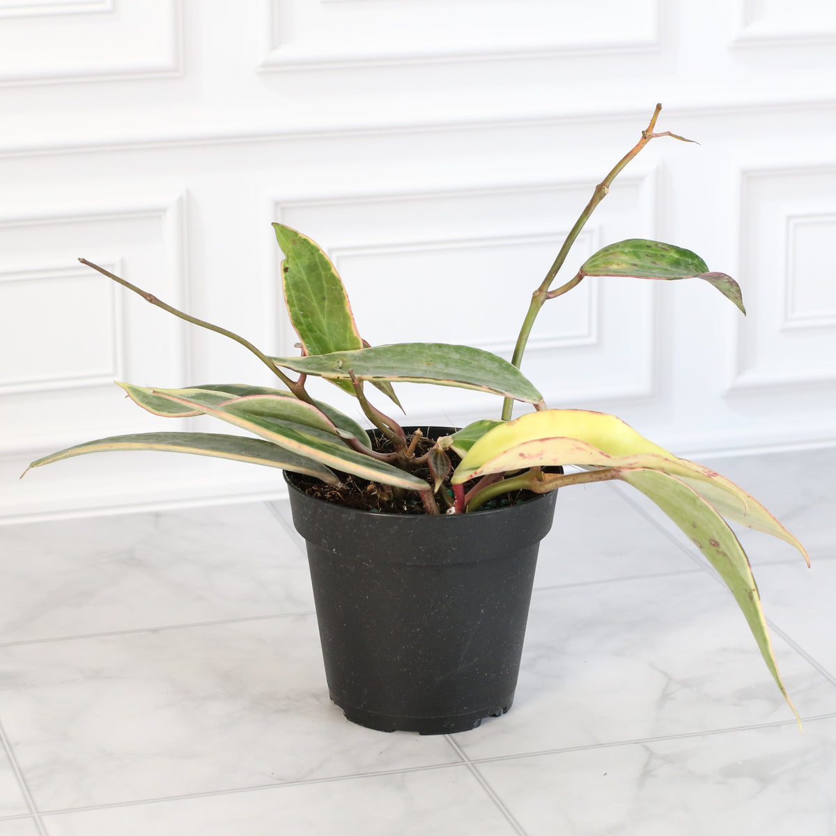 Hoya Macrophylla Variegated