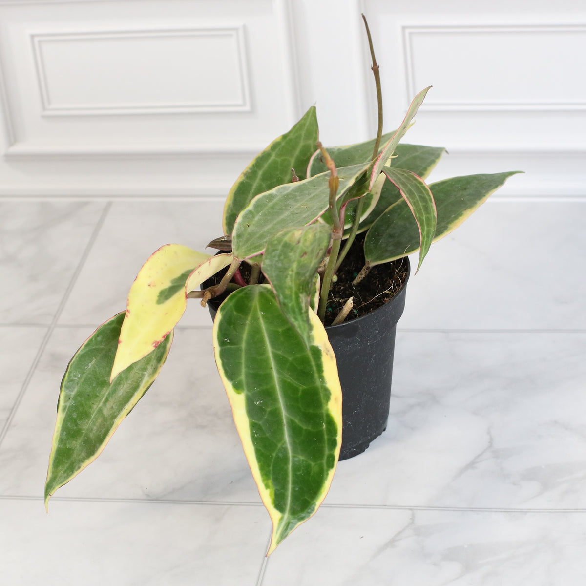 Hoya Macrophylla Variegated