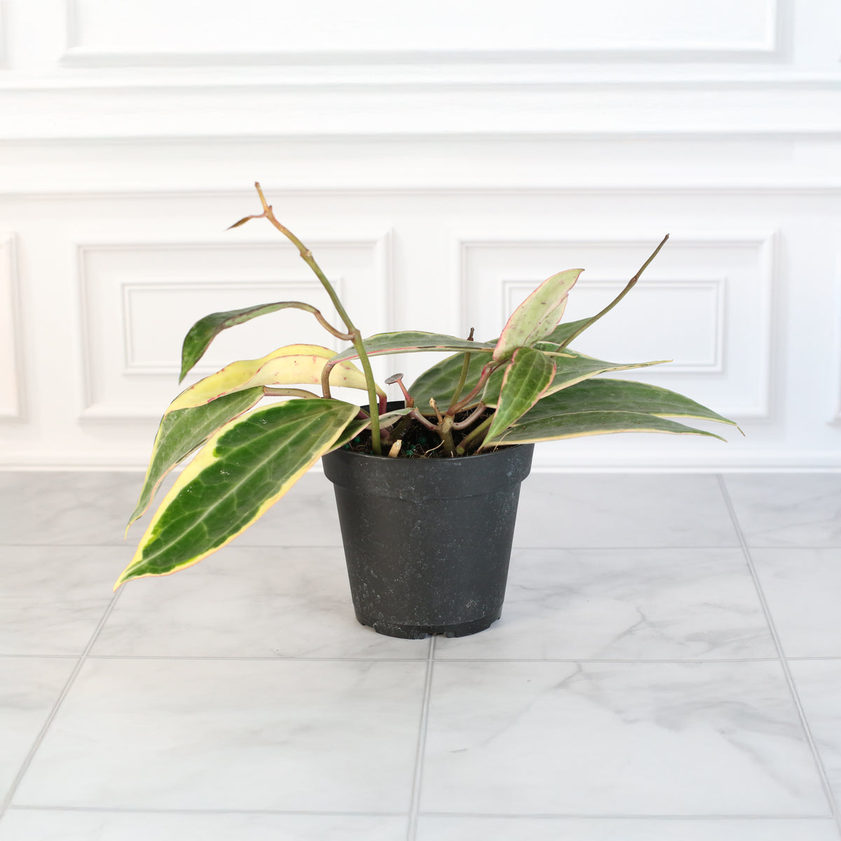 Hoya Macrophylla Variegated