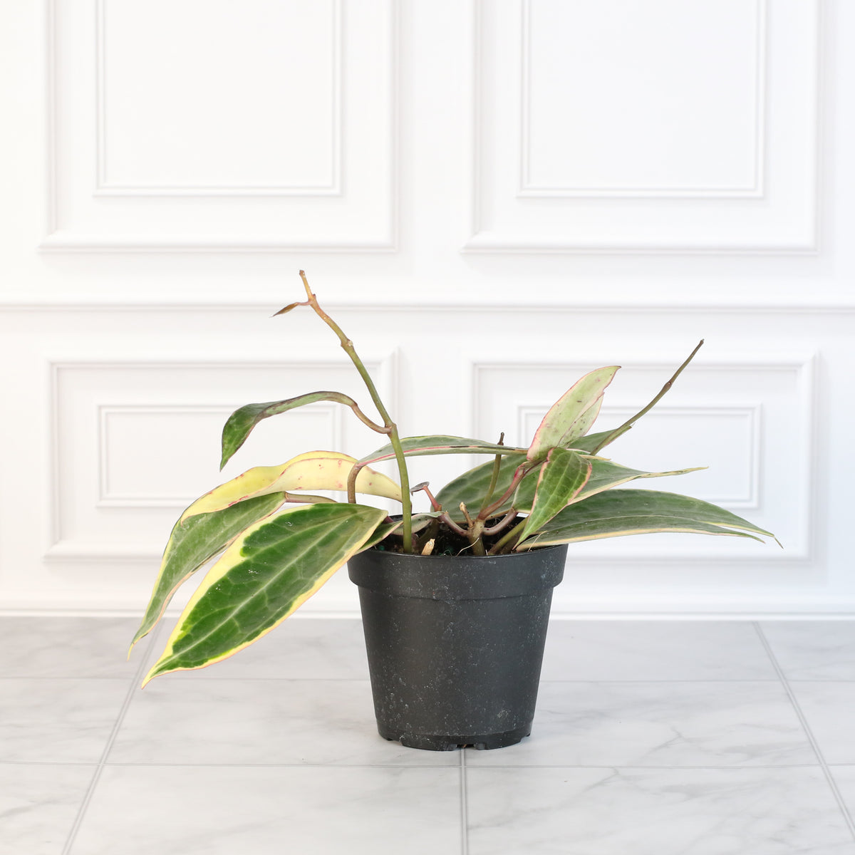 Hoya Macrophylla Variegated